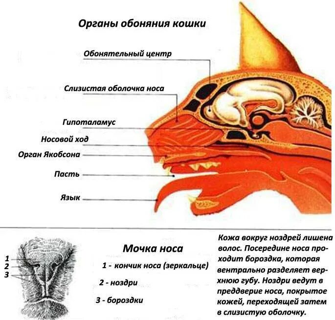 Холодный мокрый нос у кошки. Обоняние животных. Почему у кота мокрый нос