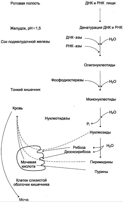 Переваривание и всасывание железосодержащих хромопротеинов. Схема переваривания нуклеопротеинов. общая схема распада нуклеиновых кислот пищи. переваривание нуклеиновых кислот пищи в желудочно-кишечном тракте. схему переваривания нуклеопротеинов в желудочно-кишечном тракте.