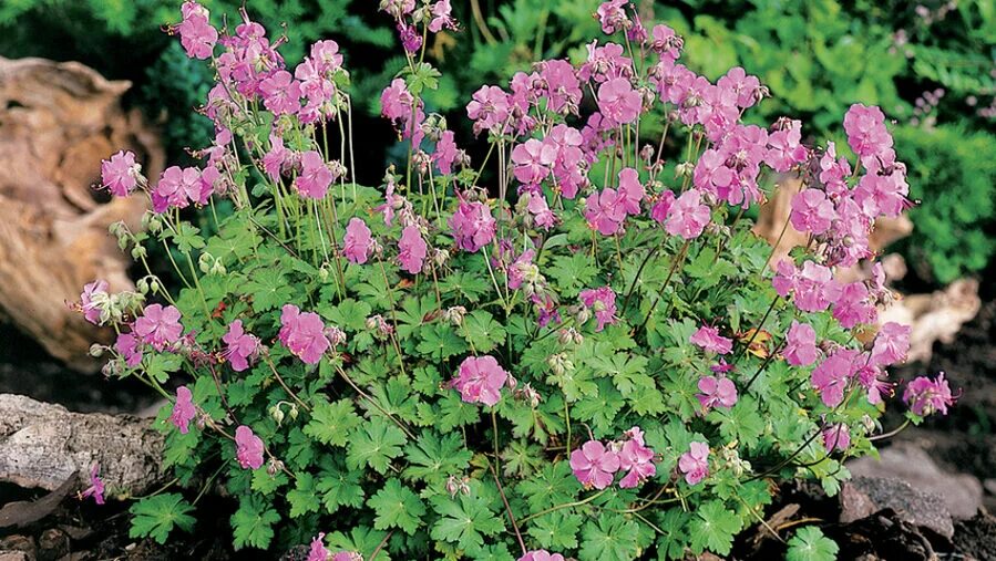 Герань cantabrigiense ‘karmina’. Герань садовая кембриджская. Герань кармина. Герань кантабрийская cambridge. Герань кембриджская.