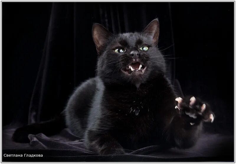 Когти черного кота. Котик с когтями. Коты с накрашенными ногтями. Черная лапка кота. Черный котенок когти.