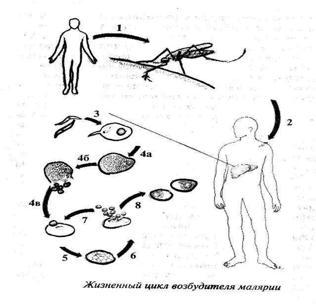 Жизненный цикл возбудителя. Схема жизненного цикла возбудителей малярии. Жизненный цикл возбудителя малярии протекает. Схема передачи возбудителя малярии человеку. Рисовать жизненный цикл возбудителя.
