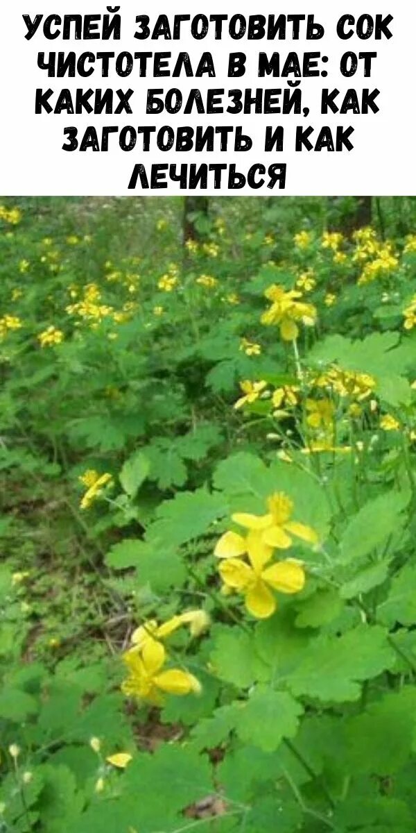 Растение против бородавок. У чистотела заготавливают. Chelidonium majus. Чистотел большой корень. Чистотел сорняк.