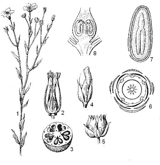 Диаграмма цветка хвойных растений. Льновые формула цветка. Дескурайния Софии диаграмма цветка. Лен обыкновенный формула цветка. Козелец Лучистый диаграмма цветка.