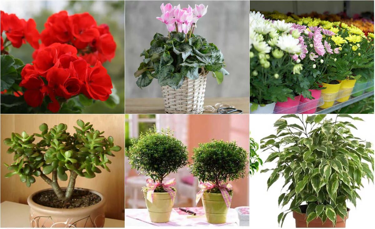 Какое растение можно купить. Домашние растения. Комнатные цветы. Красивые комнатные растения. Неприхотливые цветущие комнатные растения.
