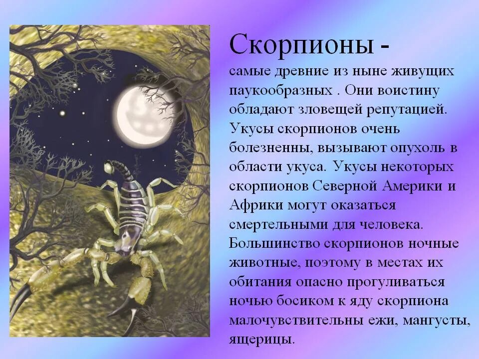 Скорпион класс паукообразные. Сведения о скорпионе. сообщениеиот скорптоне. рассказ о скорпионе. сообщение о скорпионе.