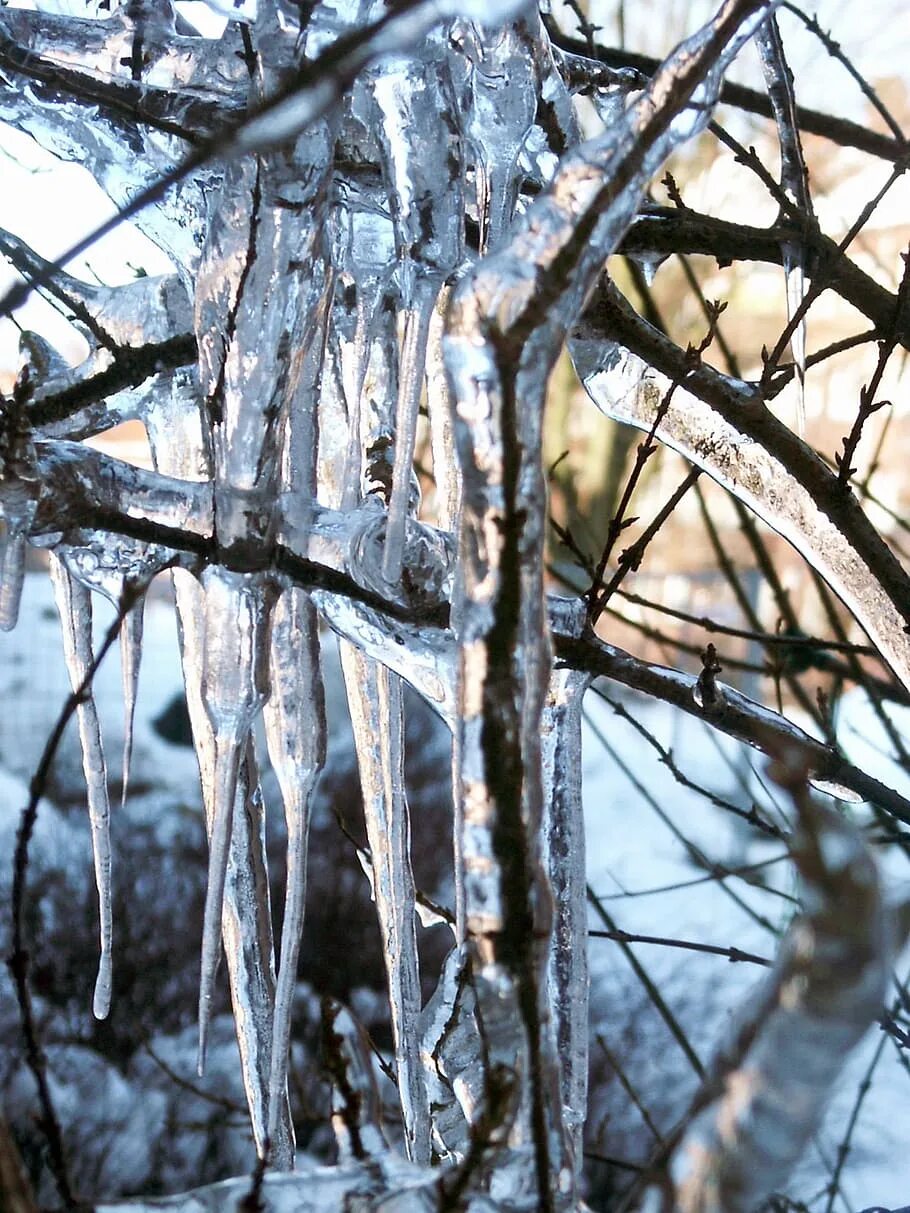 Березки лед. Ледяные сосульки. Зима сосульки. Зимние заморозки. Сосульки на деревьях.