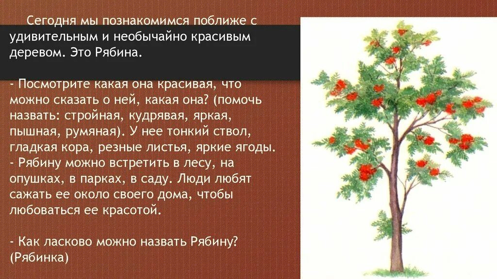 Рябина это небольшое ветвистое деревце растущее. Рябина дерево. Рябина обыкновенная дерево. Рябина дерево для детей. Рябина дерево для дошкольников.