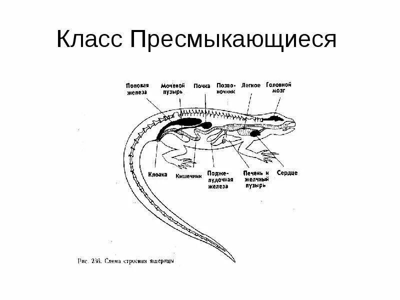 Строение пресмыкающихся 7 класс биология. Пресмыкающиеся строение. класс пресмыкающиеся пищеварительная система. схема внутреннего строения пресмыкающихся. пресмыкающиеся внутреннее строение.