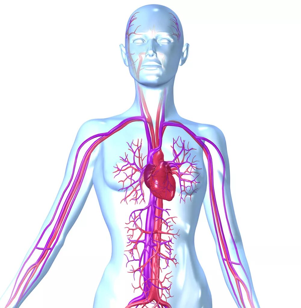 Circulatory system. Ухудшается кровообращение. лимфотоки. circulatory system for kids.