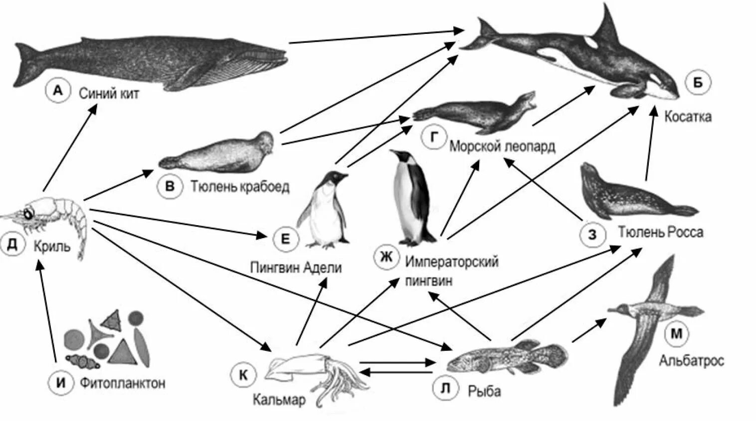 Пищевая сеть схема биология. Пищевая цепь морских обитателей схема. Пищевые Цепочки биология 11 класс. Составление пищевых цепей 11 класс биология. Изучите фрагмент экосистемы тундры
