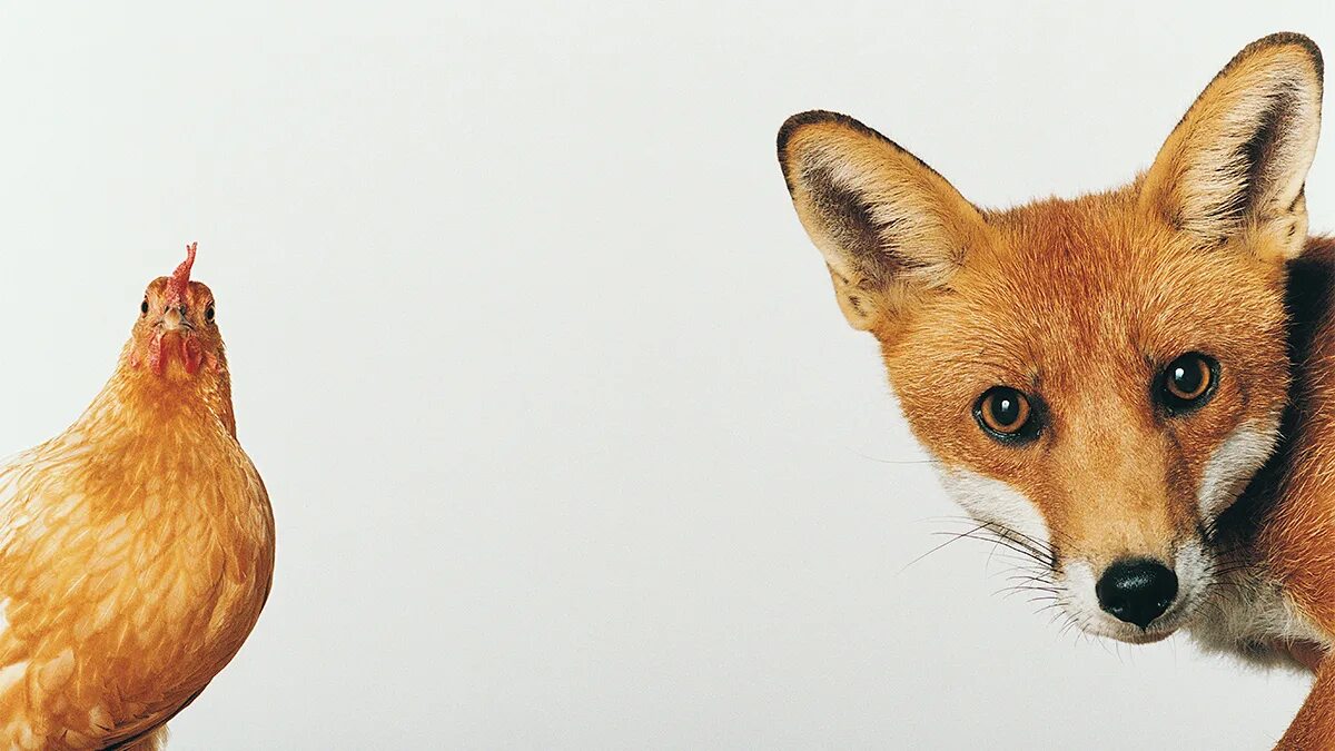 Лиса. Лиса и курица. Лиса рисунок. Лисы на белом фоне. Лиса подлизывается.