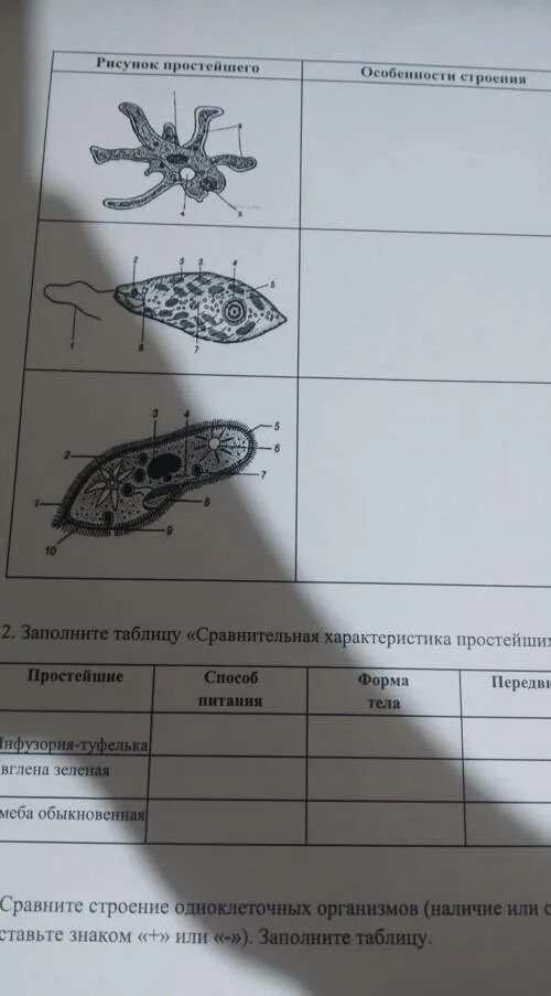 Изучение строение и передвижение одноклеточных животных. Лабораторная работа строение простейших. Лабораторная работа изучение передвижение одноклеточных животных. Лабораторная работа изучение одноклеточных животных. Таблица передвижение животных