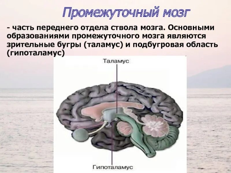 процессы головного мозга. физиологическая основа чувств. расскажите о физиологических основах мышления. мыслительный процесс мозг. физиологические процессы мозга.