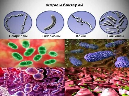 3 примера бактерий
