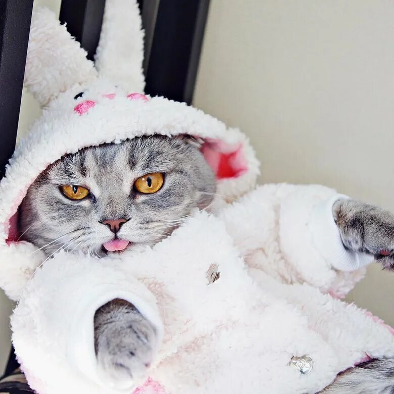 Самых смешных кошечек