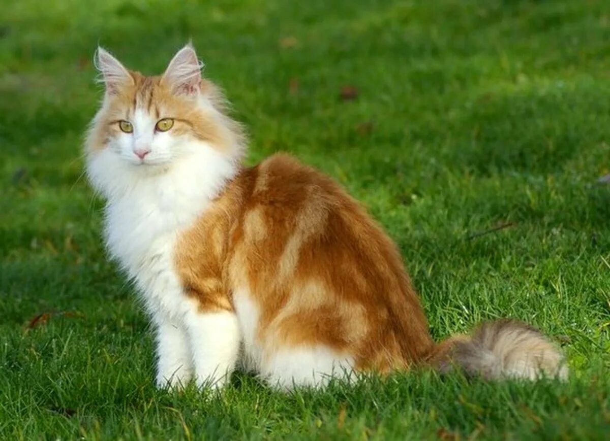 Норвежская Лесная кошка рыжая. Норвежский Лесной кот рыжий. Норвежская длинношерстная Лесная кошка рыжая. Амбер окрас Норвежская Лесная. Породы с бело рыжим окрасом