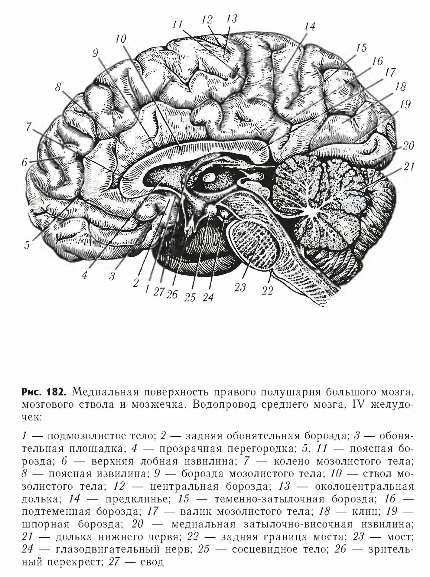 Медиальная поверхность мозга. Медиальная поверхность головного мозга анатомия. Медиальная поверхность головного мозга рисунок. Медиальный разрез головного мозга. Складчатая поверхность головного мозга