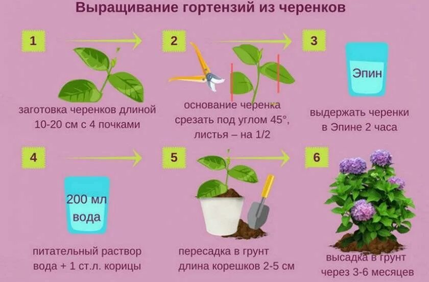 Как размножить гортензию черенками летом. Черенкование гортензии крупнолистной. размножение гортензии черенками.