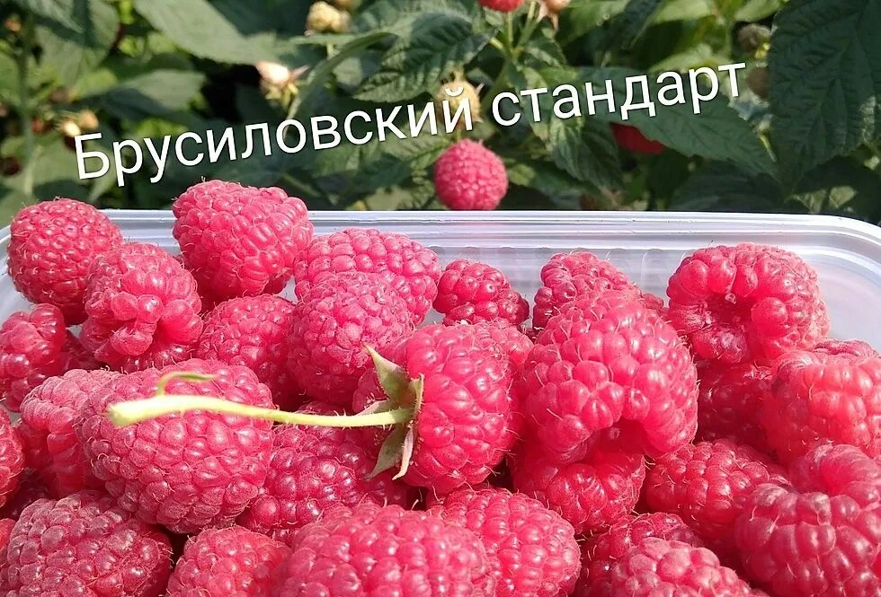 Малина Брусиловский стандарт. Малина сортов Пшехиба. Малина Соколица описание. Брусиловский стандарт малина описание.