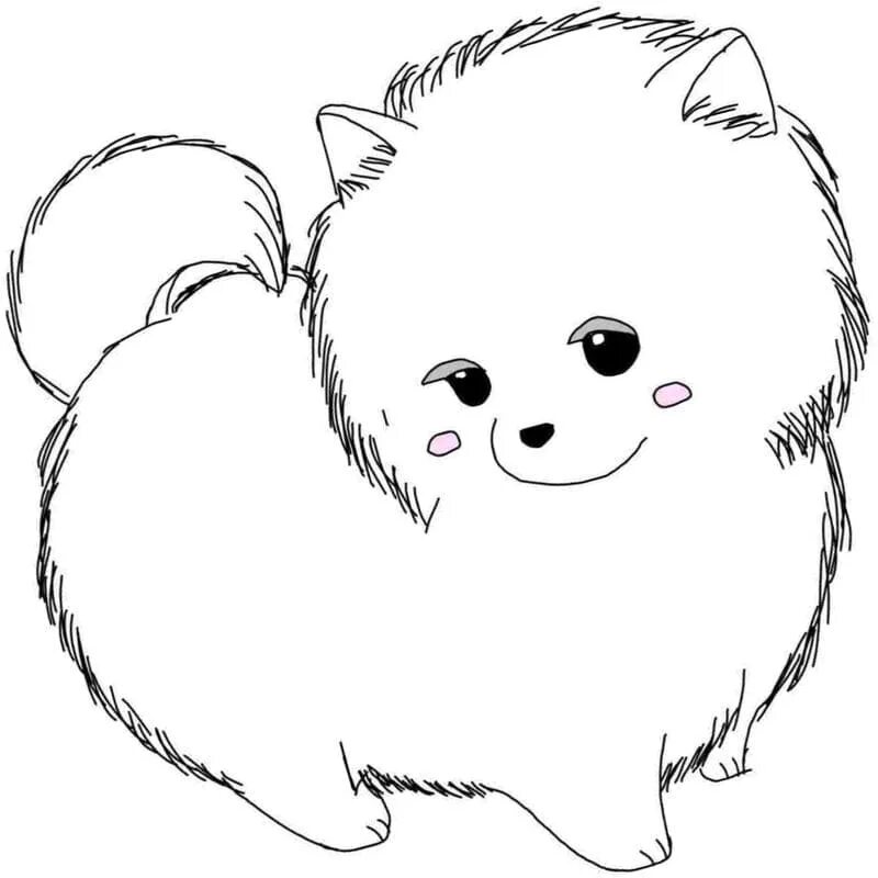 Раскраска шпиц. Разукрашка померанский шпиц. Шпиц раскраска. Померанский шпиц. Раскраска собачка померанский шпиц.