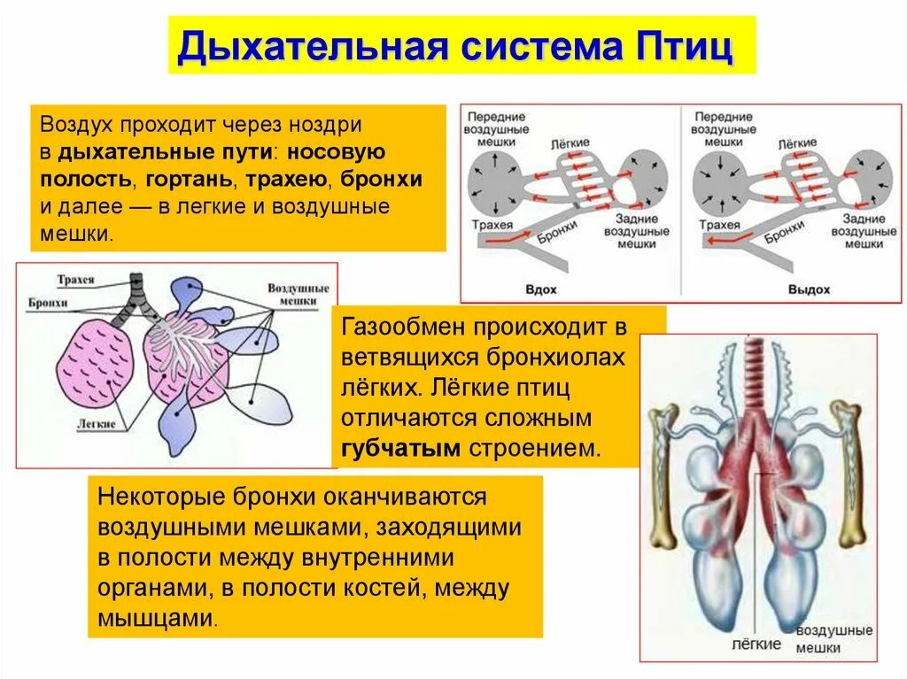 В легкие птиц поступает. Дыхательная система птиц. Органы дыхания птиц. Строение дыхательной системы птиц. Система двойного дыхания у птиц.