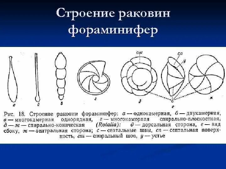 Раковина фораминиферы строение. Однокамерные фораминиферы. Фораминиферы строение рисунок. Фораминиферы внутреннее строение. Ракушка форма женского органа