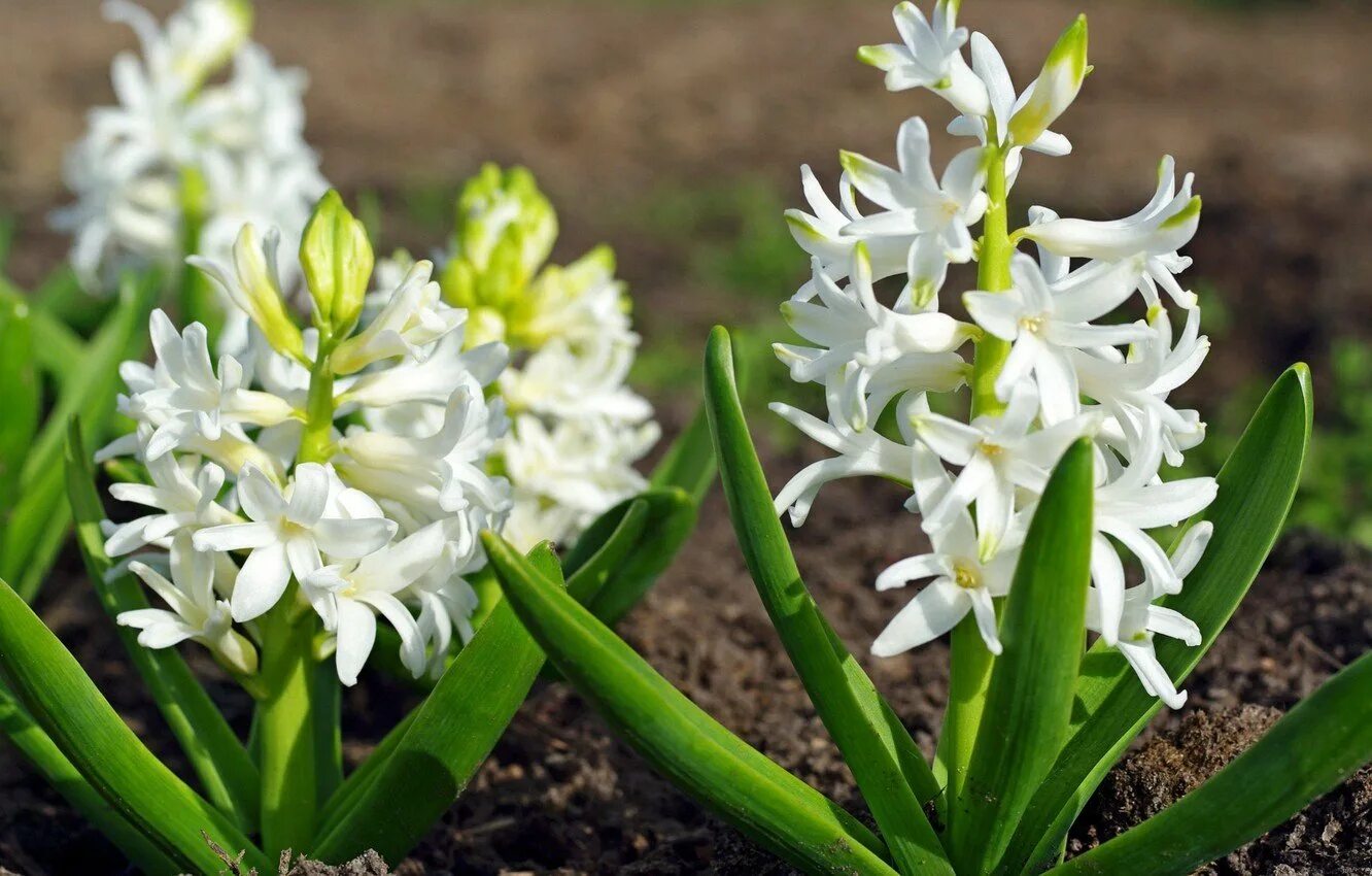 Ранние цветы белого цвета. Цветок гиацинт белый. Весенние цветы луковичные гиацинт. Весенние первоцветы гиацинт. Луковичные первоцветы.