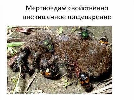 Собака съела муху