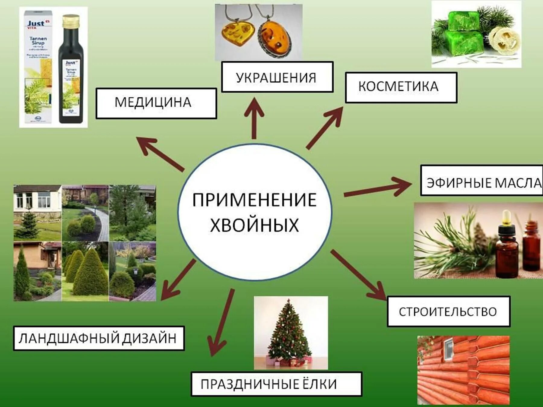 Хвоя голосеменных растений. Роль хвойных в жизни человека. Роль хвойных растений в природе. Использование хвойных деревьев.