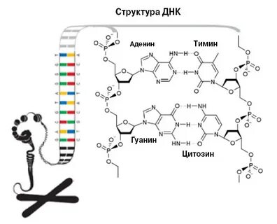 Днк буйнакск