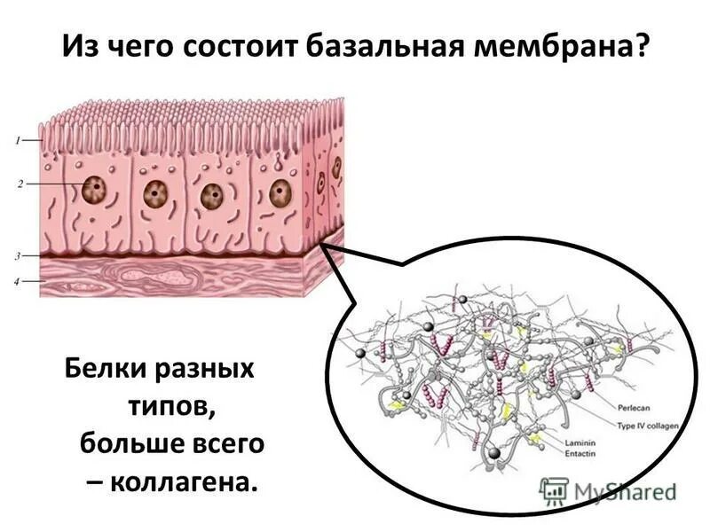 функция базальной мембраны эпителиев. базальная мембрана эпителия образована.