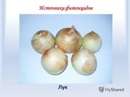 Овощи содержащие повышенное количество фитонцидов