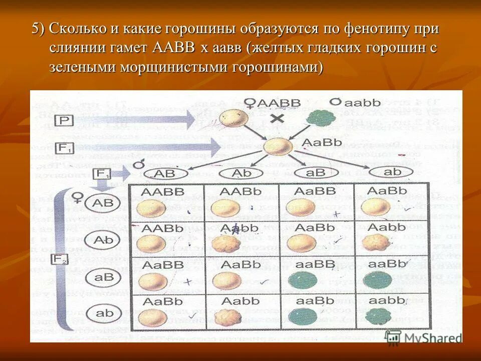 Какие гаметы образуются. Гаметы аавв. гаметы образуются. что формируется при слиянии гамет. гаметы образуются при.