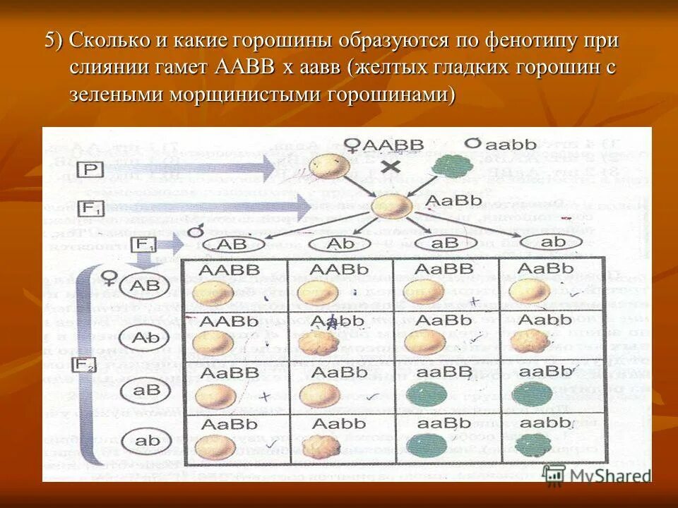 Гаметы образуются. ААВВ*ААВВ гаметы. ААВВ Х ААВВ. Как определить количество гамет. Для успешного слияния гамет и образования