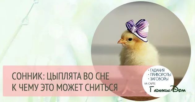 К чему снятся цыплята женщине живые маленькие. К чему снятся цыплята. Видеть во сне цыплят. Сон цыплята маленькие к чему снится. К чему снятся цыплята маленькие женщине.