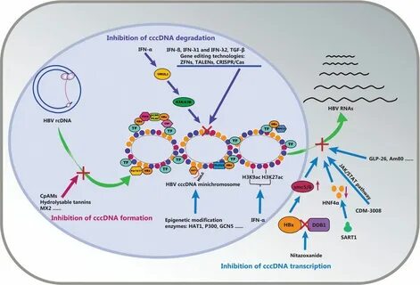 adn covalently closed circle - 5842910.ru.