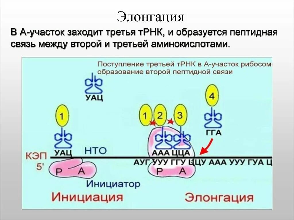 Образование пептидной связи трансляция. Биосинтез белка трансляция элонгация. Элонгация трансляции. Элонгация трансляции схема. Элонгация трансляции у прокариот.