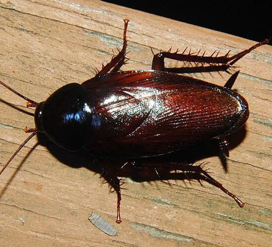 Коричневый таракан. Жук прусак. Жук прусак. Темно коричневый таракан. Таракан большой коричневый.