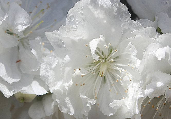 более белый. белый. более белый. девушка блондинка примерка свадебного платья. отражение лебедя в воде.