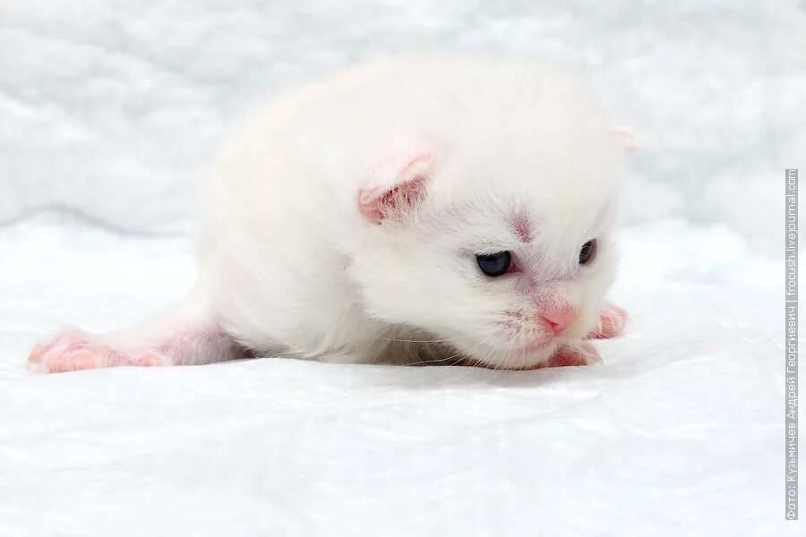 100 Cat ideas kociaki, kocięta, zwierzęta