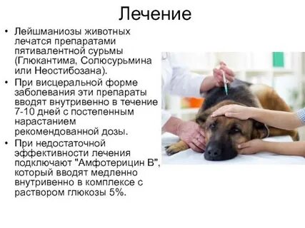 Лечения инфекции у собак