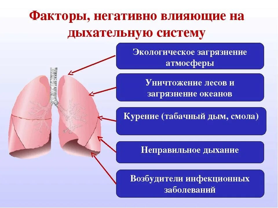 Воздействие дыхательную. Факторы негативно влияющие на дыхание. факторы негативно влияющие на систему органов дыхания человека. негативные факторы влияющие на дыхательную систему. факторы риска заболеваний дыхательной системы.