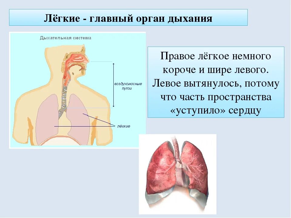Информация о легких. Лёгкие органы дыхания человека. Сообщение о дыхательной системы органов. Дыхательная система человека доклад. Много информации о легких
