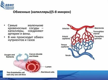Через стенки осуществляется