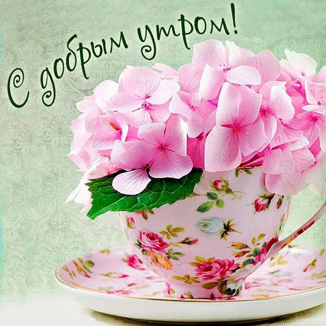 Доброе утро пожелания красивые необычные нежные женщине. Цветы в чашке. Нежные цветы в чашке. Открытки с добрым утром красивые. Цветочки в кружке.