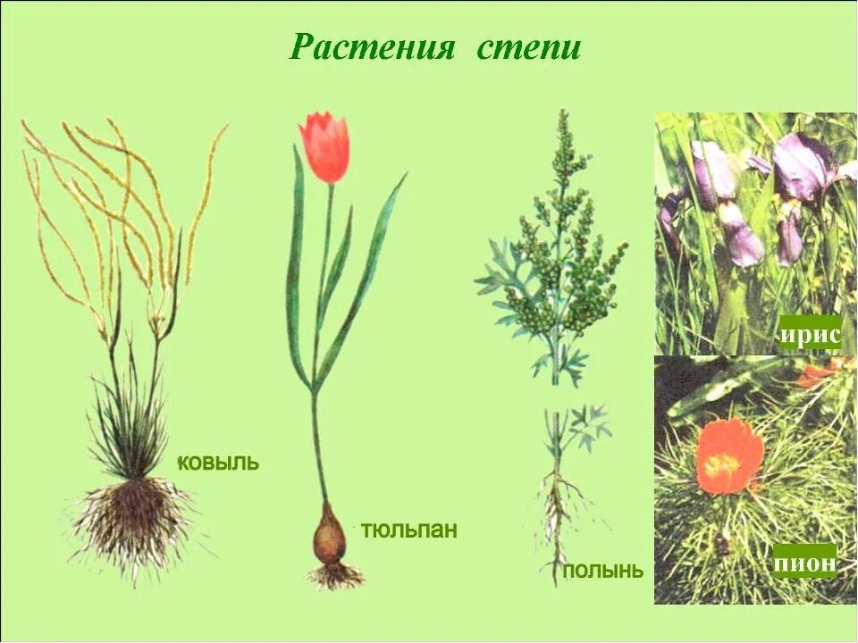 Какое растение имеет корни луковицы в степях
