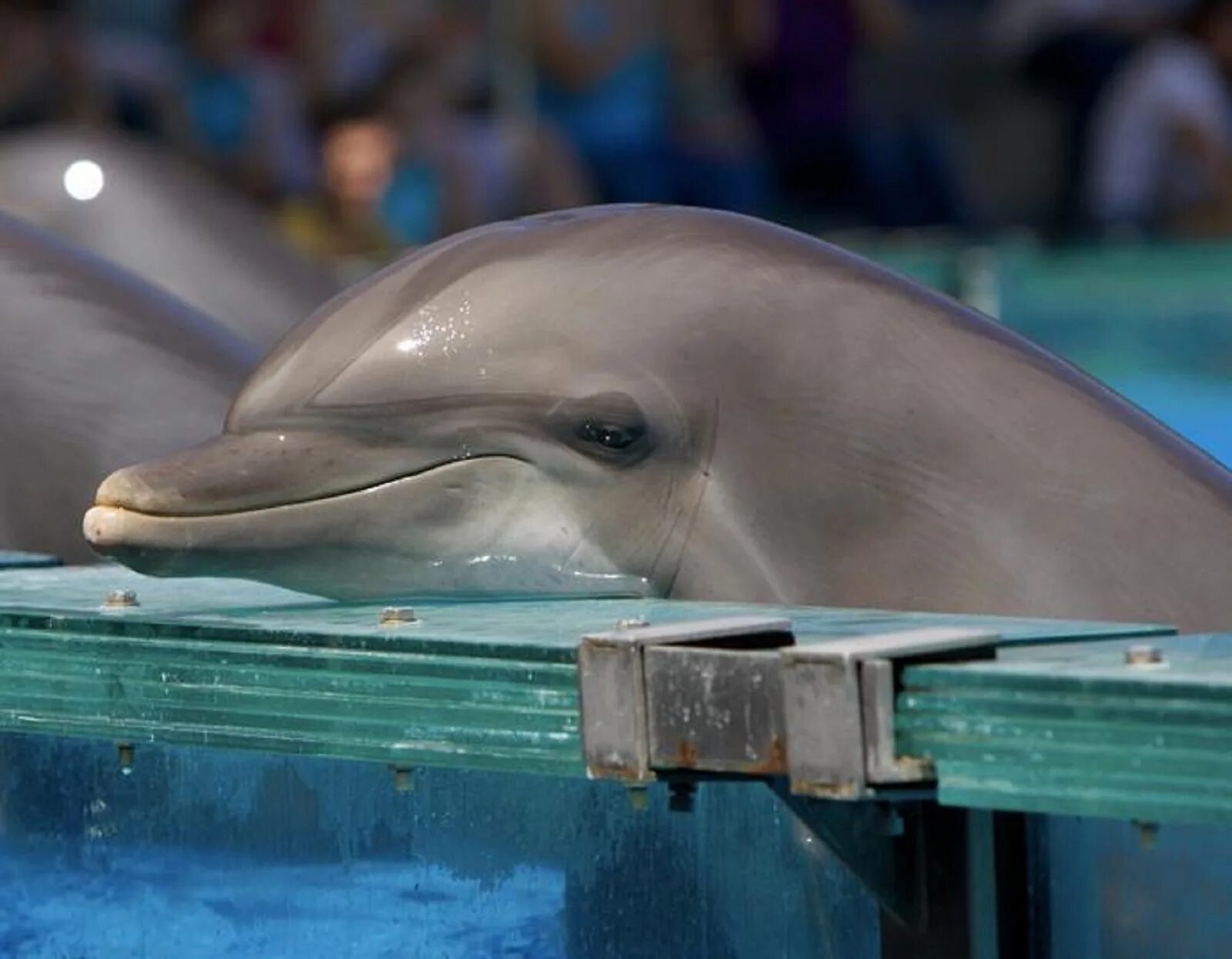 гангский речной дельфин. будет ли дельфин 4. Dolphinarium. амазонский речной дельфин. язык общения дельфинов.