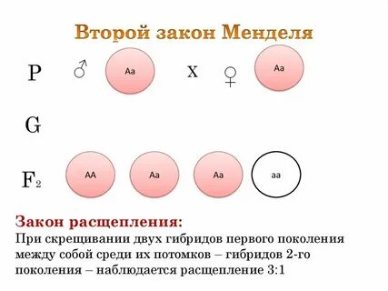 Поле гибридное скрещивание