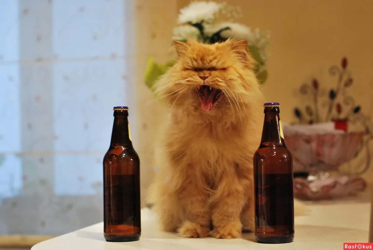 Пьяные коты фото. Кошки бухают. Рыжий кот бухает. Пьющие коты. Кот бухает.