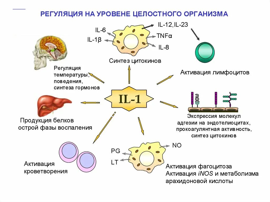 Воспаление фагоцитоз лейкоцит безразличный раздражитель микроворсинка. Функции цитокинов иммунология. Классификация цитокинов иммунология. Синтез провоспалительных цитокинов. Свойства цитокинов иммунология.